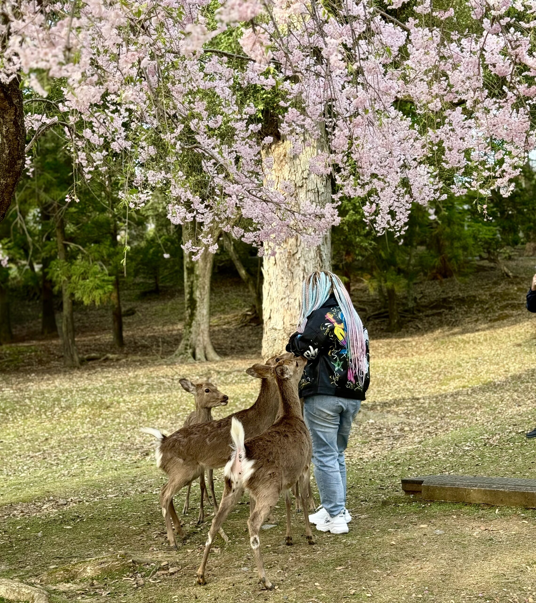 Chloe's Guide to Planning a Day Trip to Nara - The Roads Best Travelled