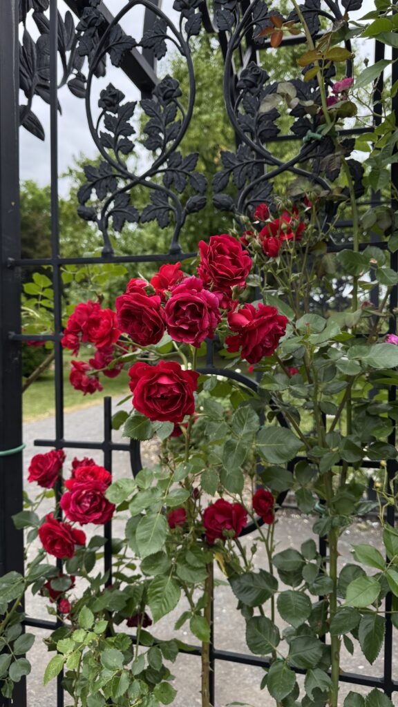 Red roses growing up the side of an iron gate. Smell the roses at the botanical garden during your long weekend in montreal.