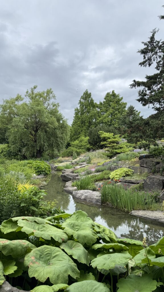 A lush garden scene at the Montreal Botanical Garden, showing a serene stream lined with large leafy plants, wildflowers, and sculpted rocks, perfect for a peaceful stroll during a long weekend in Montreal. The overcast sky and dense greenery create a calm, natural escape within the city.