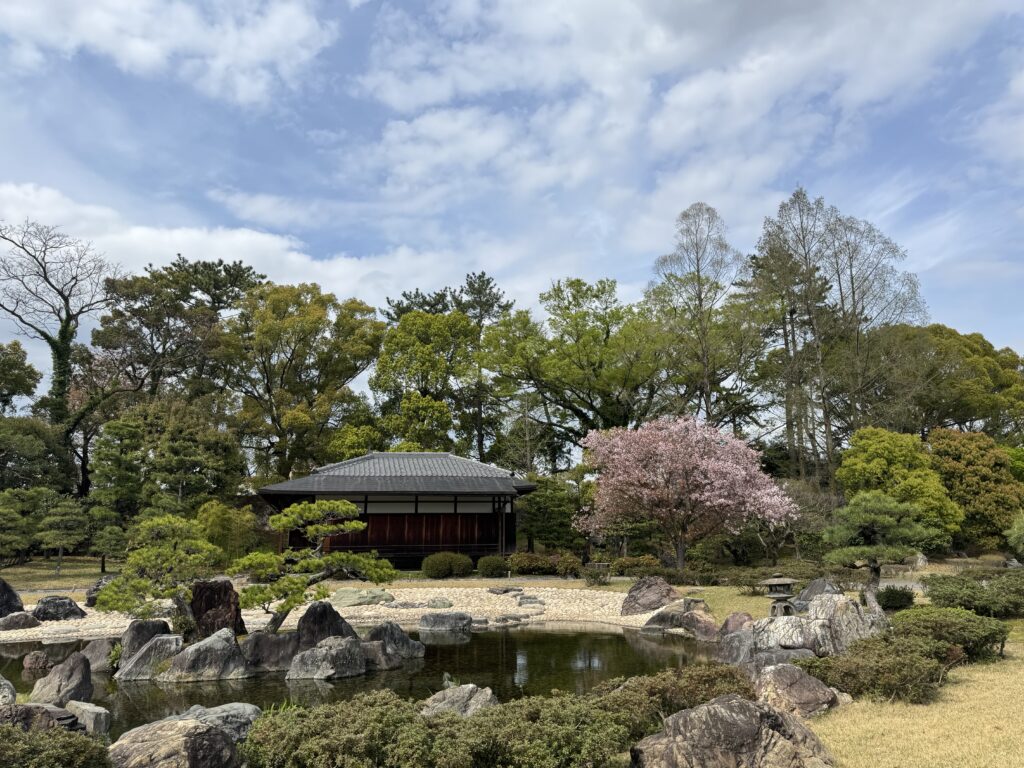 Peaceful garden at Nijo Castle in Kyoto with a reflective pond, carefully placed rocks, and a blooming cherry blossom tree beside a traditional wooden building. A tranquil sightseeing stop on a Kyoto 3 day itinerary highlighting classic Japanese landscape design.