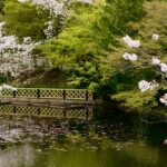 Cherry blossom trees surround a calm pond with floating petals and a bamboo fence reflected in the water at a traditional Japanese garden near Kyoto. The peaceful spring scenery captures why nature filled destinations are among the best day trips for first time travellers to Kyoto.