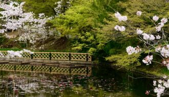 Cherry blossom trees surround a calm pond with floating petals and a bamboo fence reflected in the water at a traditional Japanese garden near Kyoto. The peaceful spring scenery captures why nature filled destinations are among the best day trips for first time travellers to Kyoto.