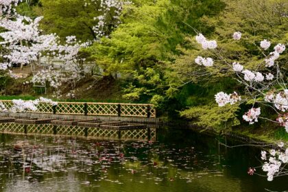 Cherry blossom trees surround a calm pond with floating petals and a bamboo fence reflected in the water at a traditional Japanese garden near Kyoto. The peaceful spring scenery captures why nature filled destinations are among the best day trips for first time travellers to Kyoto.