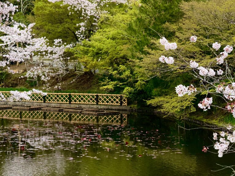 Cherry blossom trees surround a calm pond with floating petals and a bamboo fence reflected in the water at a traditional Japanese garden near Kyoto. The peaceful spring scenery captures why nature filled destinations are among the best day trips for first time travellers to Kyoto.