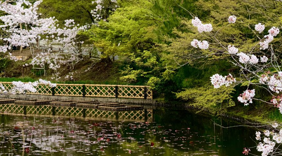 Cherry blossom trees surround a calm pond with floating petals and a bamboo fence reflected in the water at a traditional Japanese garden near Kyoto. The peaceful spring scenery captures why nature filled destinations are among the best day trips for first time travellers to Kyoto.